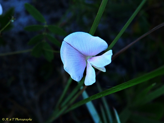 {Tephrosia florida}